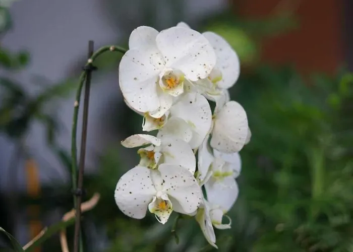 Frühstückspension Gardens Guest House-hostel 5*