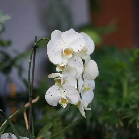 Bed & Breakfast Gardens Guest House-hostel 5*