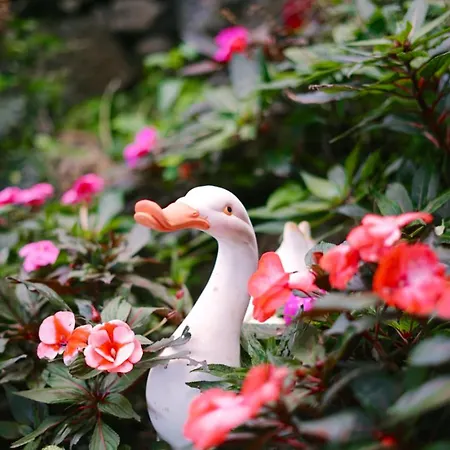 Gardens Guest House-hostel 5*